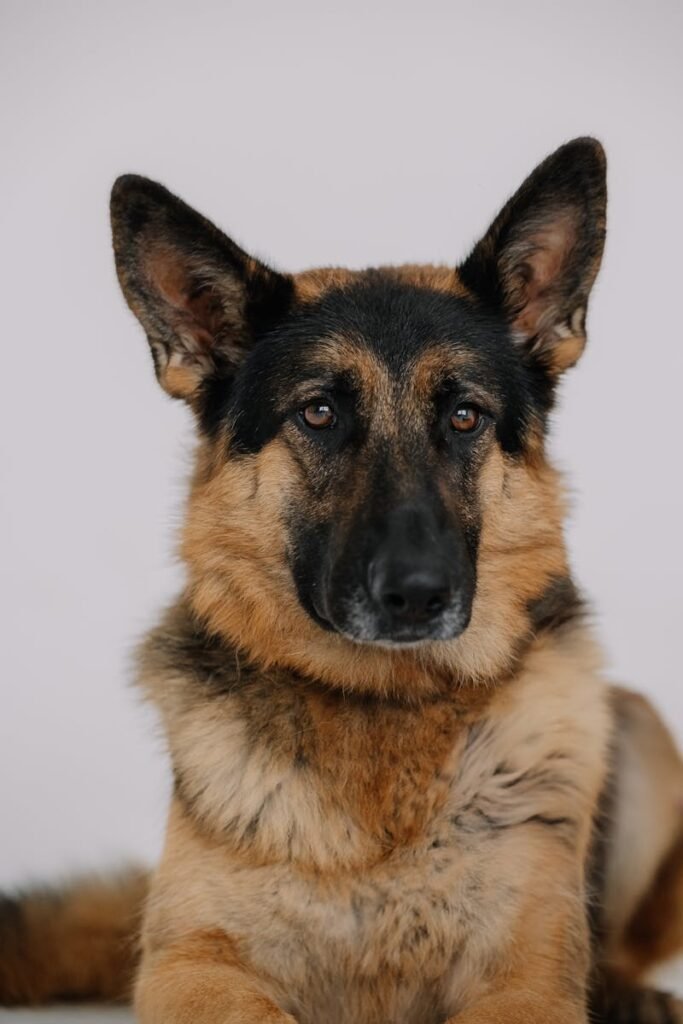 Close-up portrait of a German Shepherd against a neutral background.